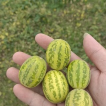 马炮瓜