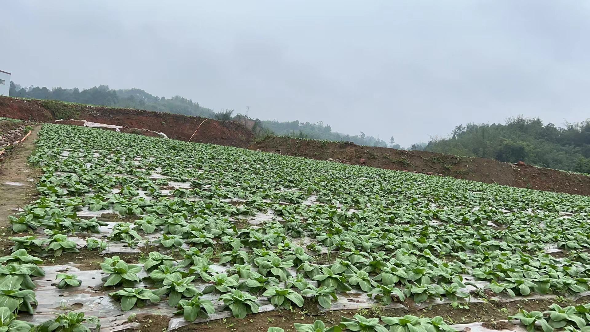 春菜种类展示图
