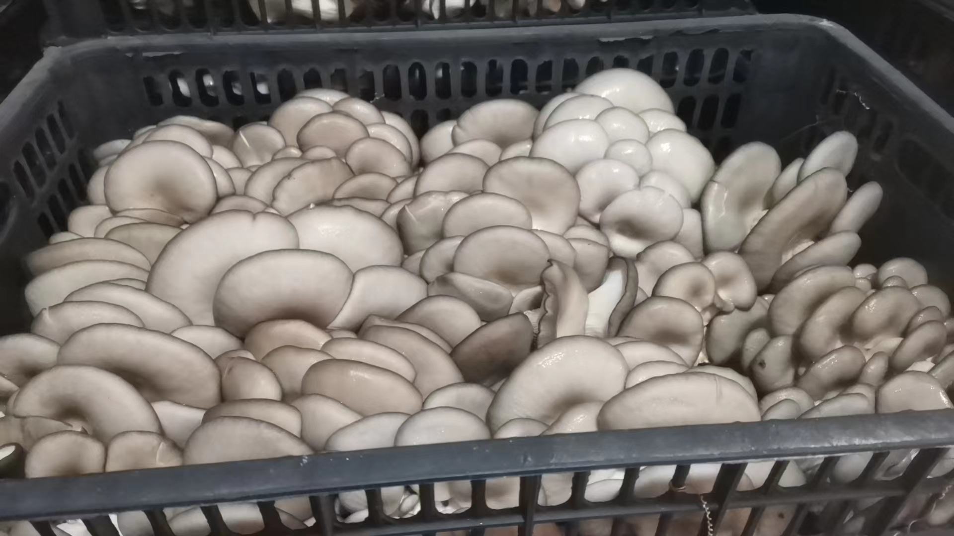 平菇灰霉病病害表现