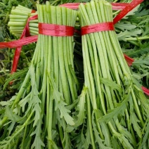 茼蒿