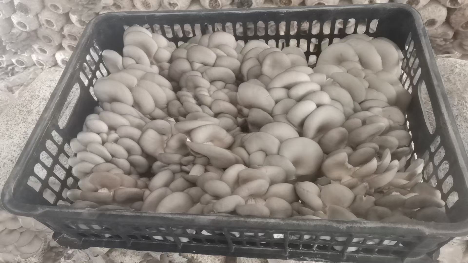 平菇烹饪过程图