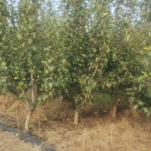 4-5年的梨树