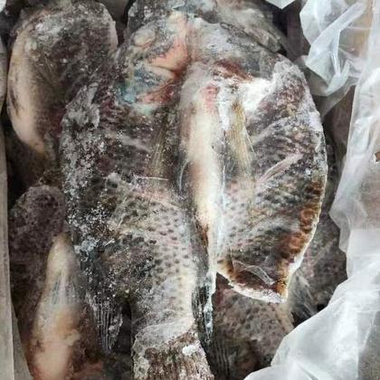 红罗非鱼多少钱一斤图片