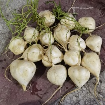 凉薯