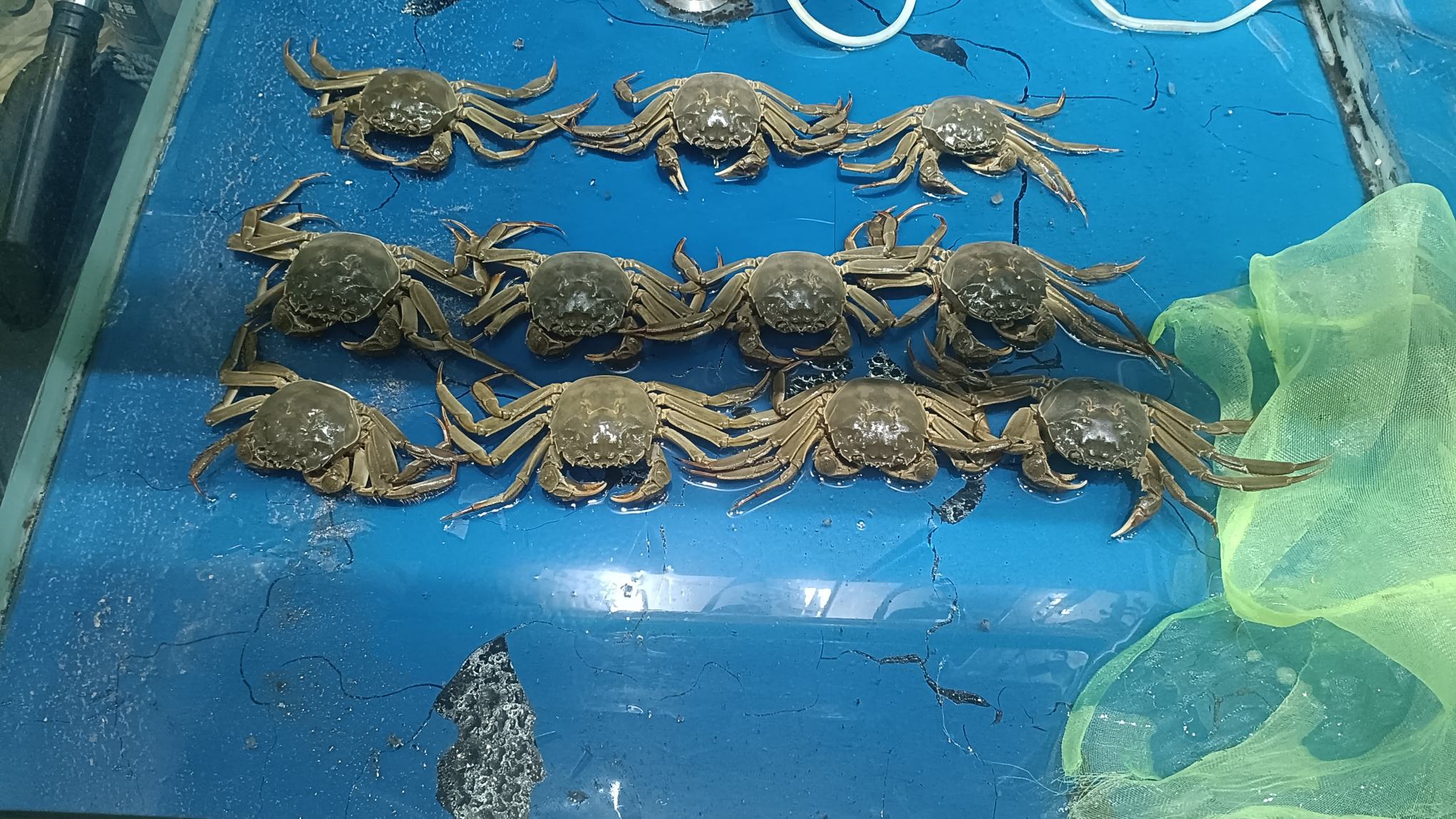 展示新鲜远海梭子蟹的实物图片,背景为蓝色海洋或市场环境 远海梭子蟹实物图