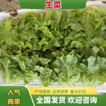 大棚精品意大利生菜一手货源视频看货支持全国发货
