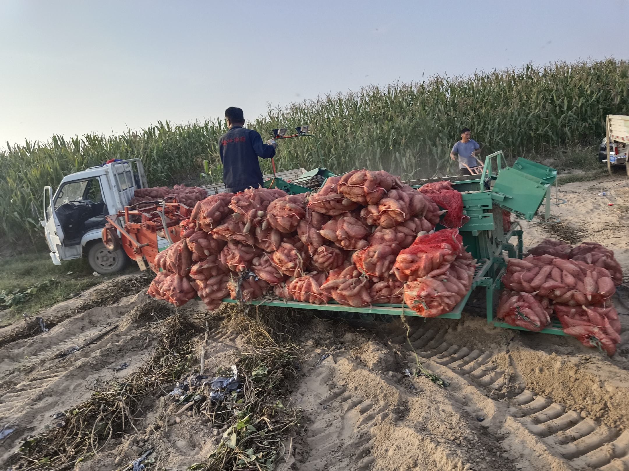 烟薯采收现场作业图