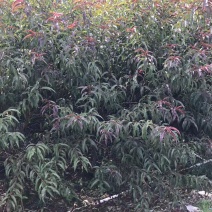碧桃，桃花