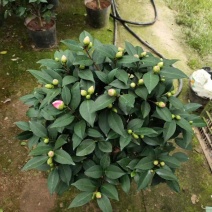 香妃茶花(30公分至1米高)