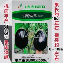 传奇黑贝高品质灯泡茄种子油黑亮丽果肉淡绿绿把油黑茄子种子