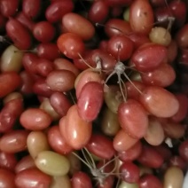 山茱萸