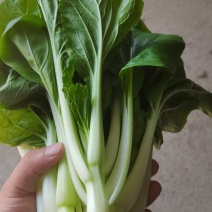 白菜心预定从快！