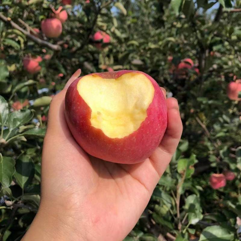 热卖红富士红富士苹果辽宁基地直发新鲜采摘货源充足视频拿货