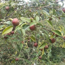 山茶油果