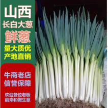 山西万荣长白大葱，货源充足产地直发，量大从优可视频看货。