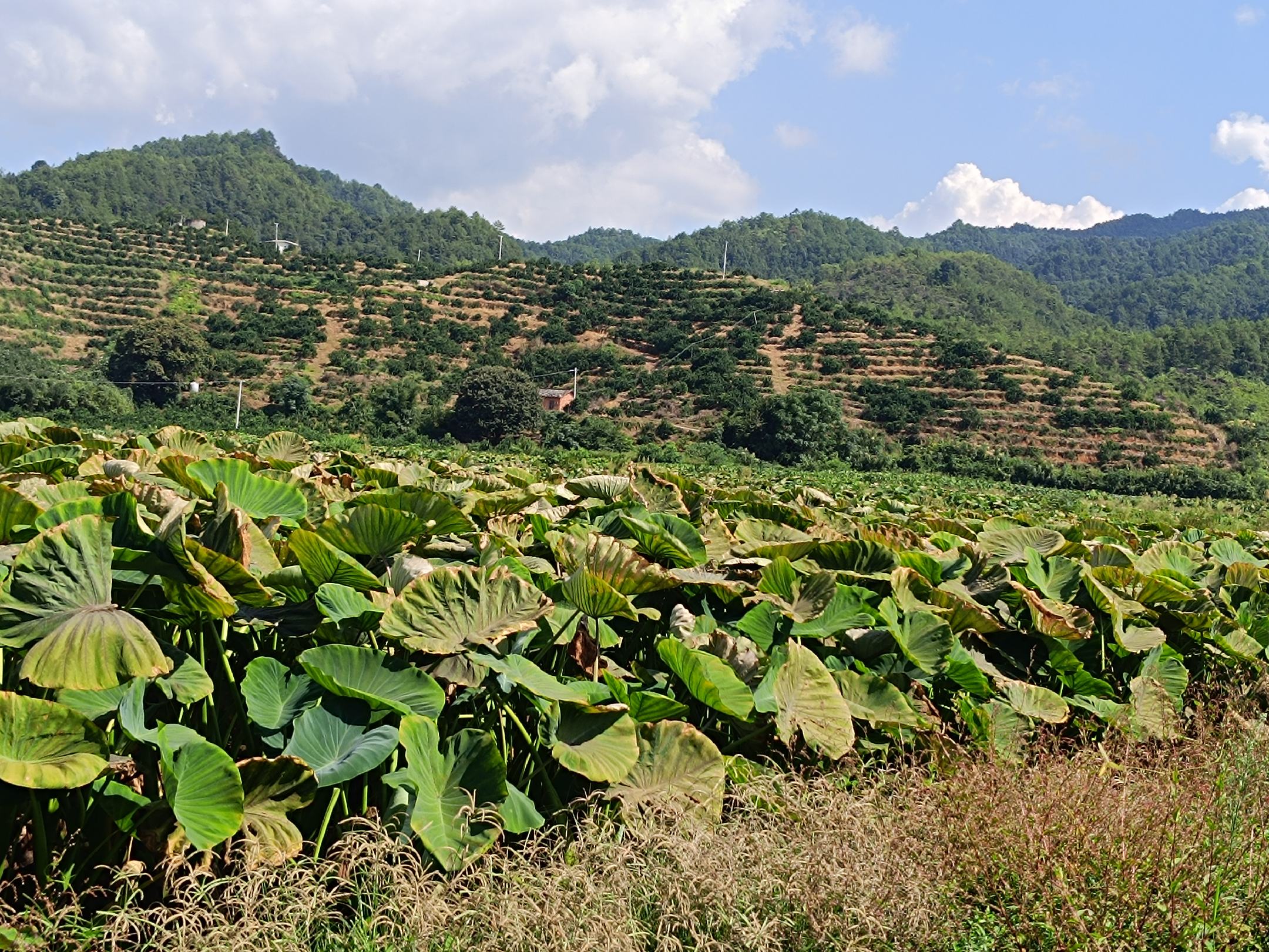 广西荔浦市青山镇龙口村芋头核心种植区航拍实景:红紫色土壤梯田呈带状分布,远处为典型喀斯特峰丛地貌,田间可见规范起垄与滴灌设施 荔浦市核心产区卫星航拍图,显示青山镇连片梯田式芋田与喀斯特山体背景