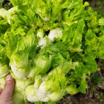 娃儿菜儿菜安徽产区直发代收代发代加工货源充足