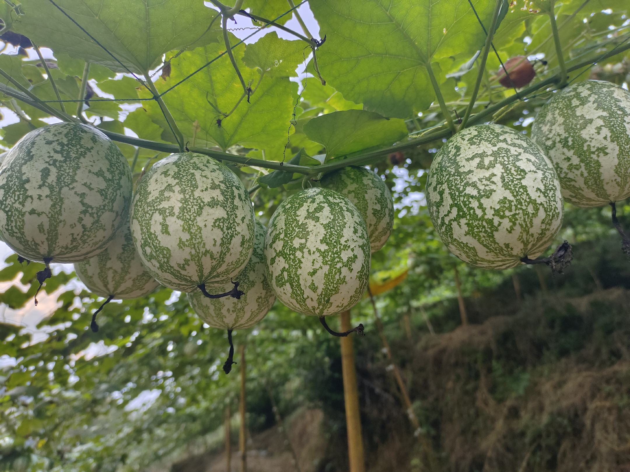 吊瓜在藤蔓上垂直悬挂生长,形成独特的吊挂姿态 吊瓜种植场景
