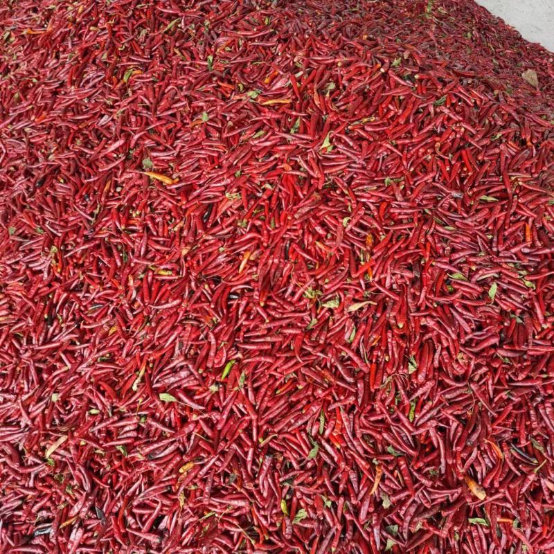[天问5号干辣椒批发]天问5号干辣椒 货源充足 可视频看货 欢迎联系
