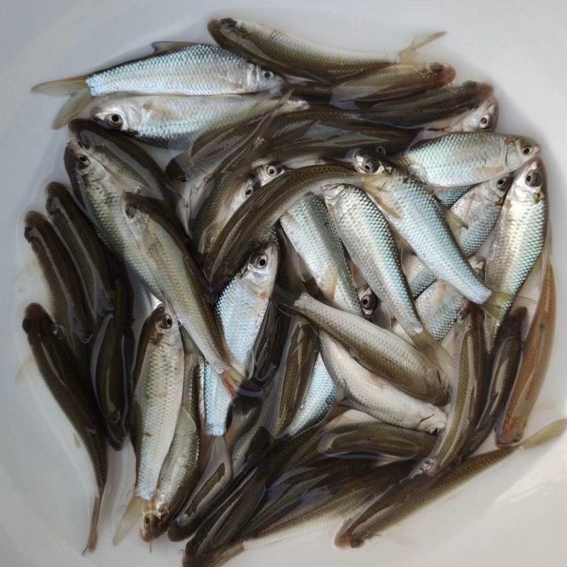 鲮鱼苗麦鲮鱼苗三花鲮鱼3-10公分供应水花苗