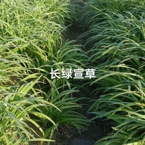 常绿萱草