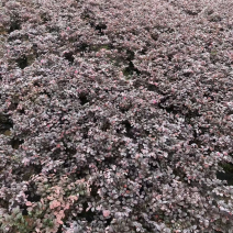 红继木