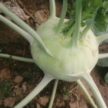苤蓝