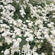 大板菊，雾苑黄菊，金丝皇菊