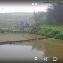 活水鱼