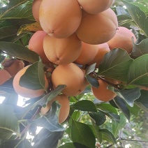 山东青州柿饼