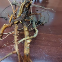 博罗茴苗，博罗茴，空桶干，博落回叶，博罗回果荚