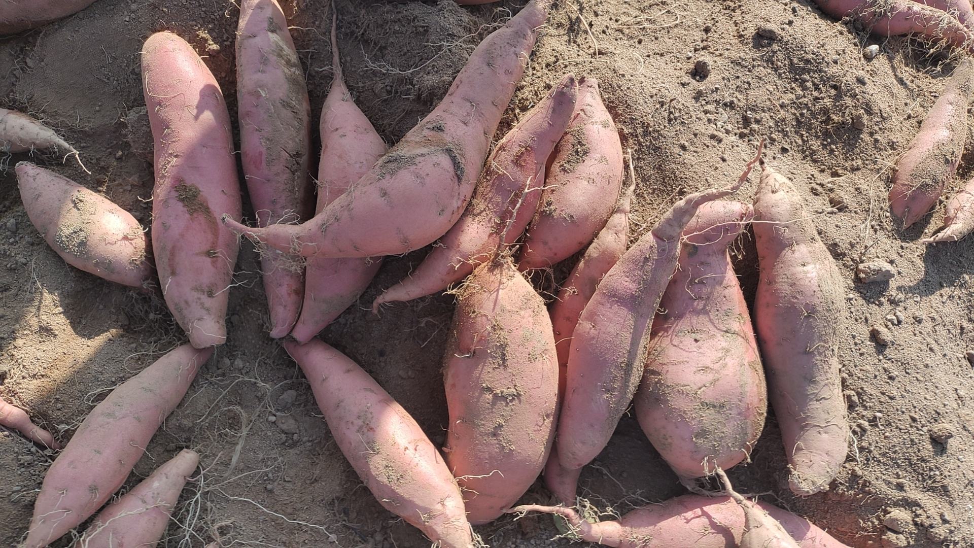 大型甘薯收获机正在田间作业,机器前端为挖掘铲,后部为振动分离装置,烟薯块根被有序翻出并初步去土,操作人员在旁检查收获质量,背景为整齐的垄作田块 烟薯机械化收获现场