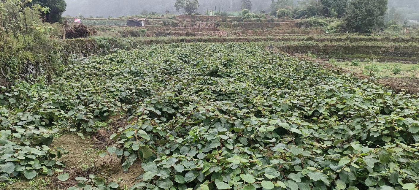 春季猕猴桃定植现场图