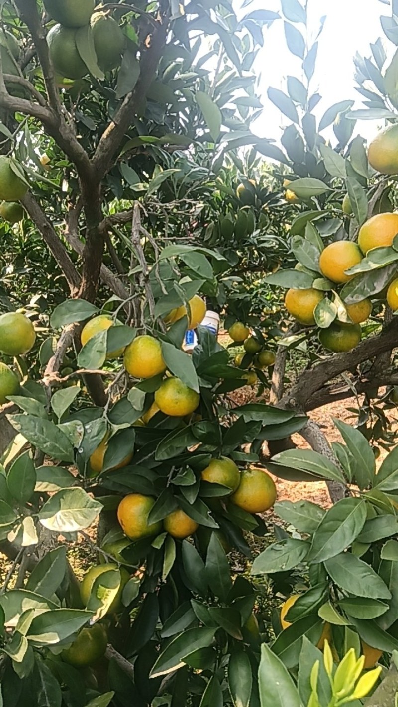 江夏土地堂橘子