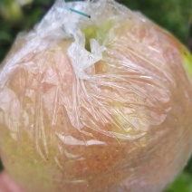 玉露香梨