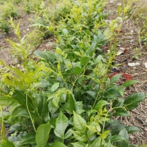 张家界莓茶