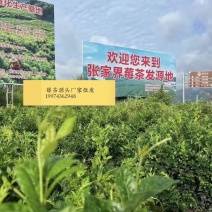 张家界莓茶