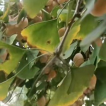 银杏果/白果