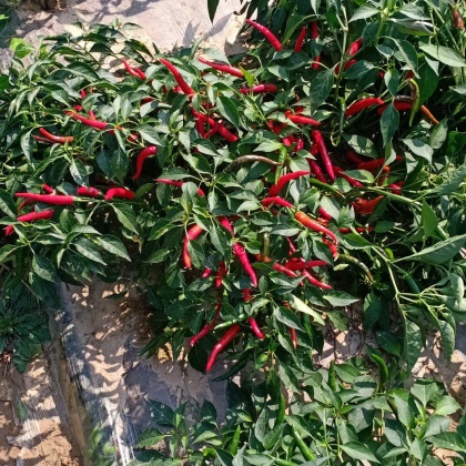 湖北恩施利川市朝天椒价格行情走势 - 一亩田