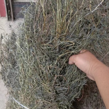 白花蛇舌草价格行情