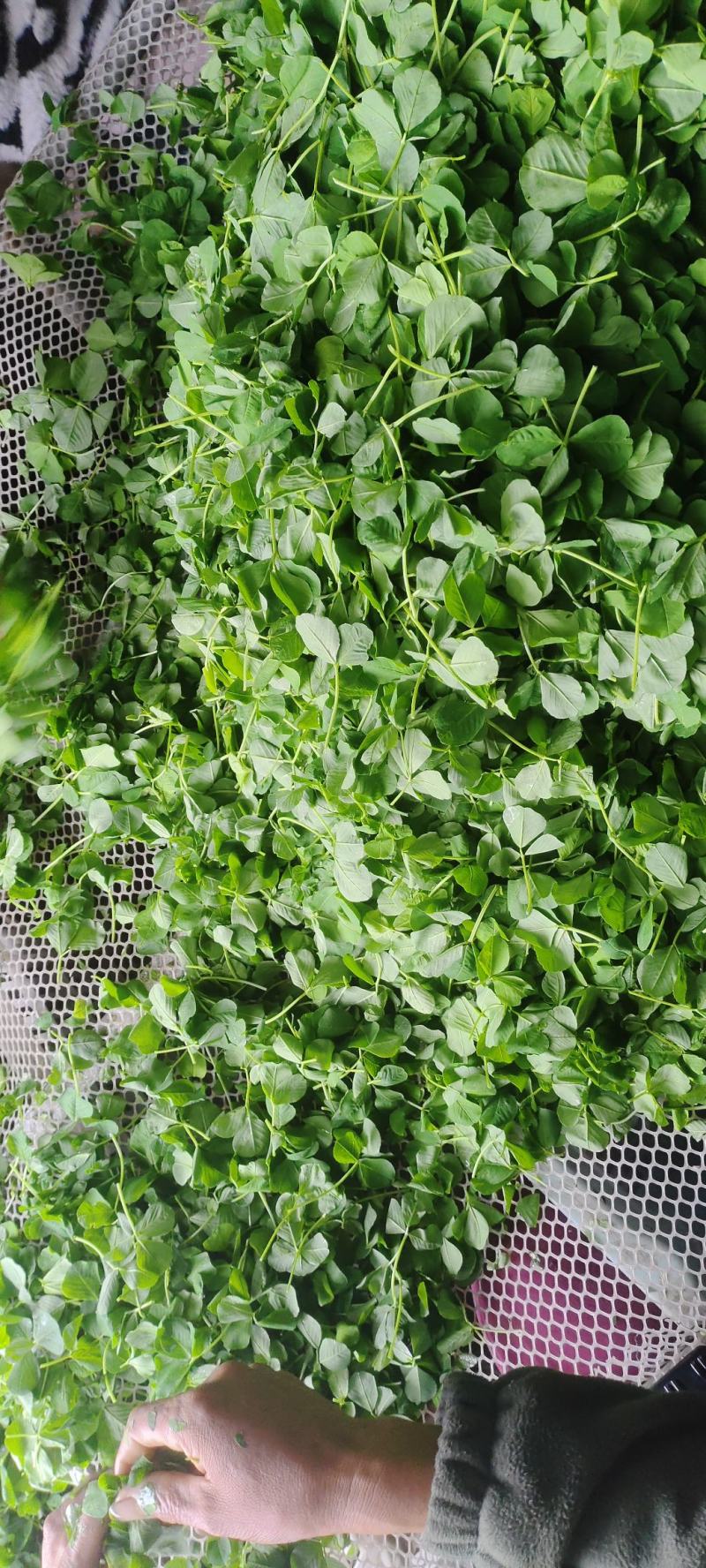 上海精品大草头,又名金花菜,新鲜上市需要联系