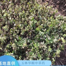 广藿香种苗基地现货出售精心培育免费提供种植技术指导