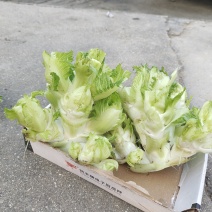 儿菜