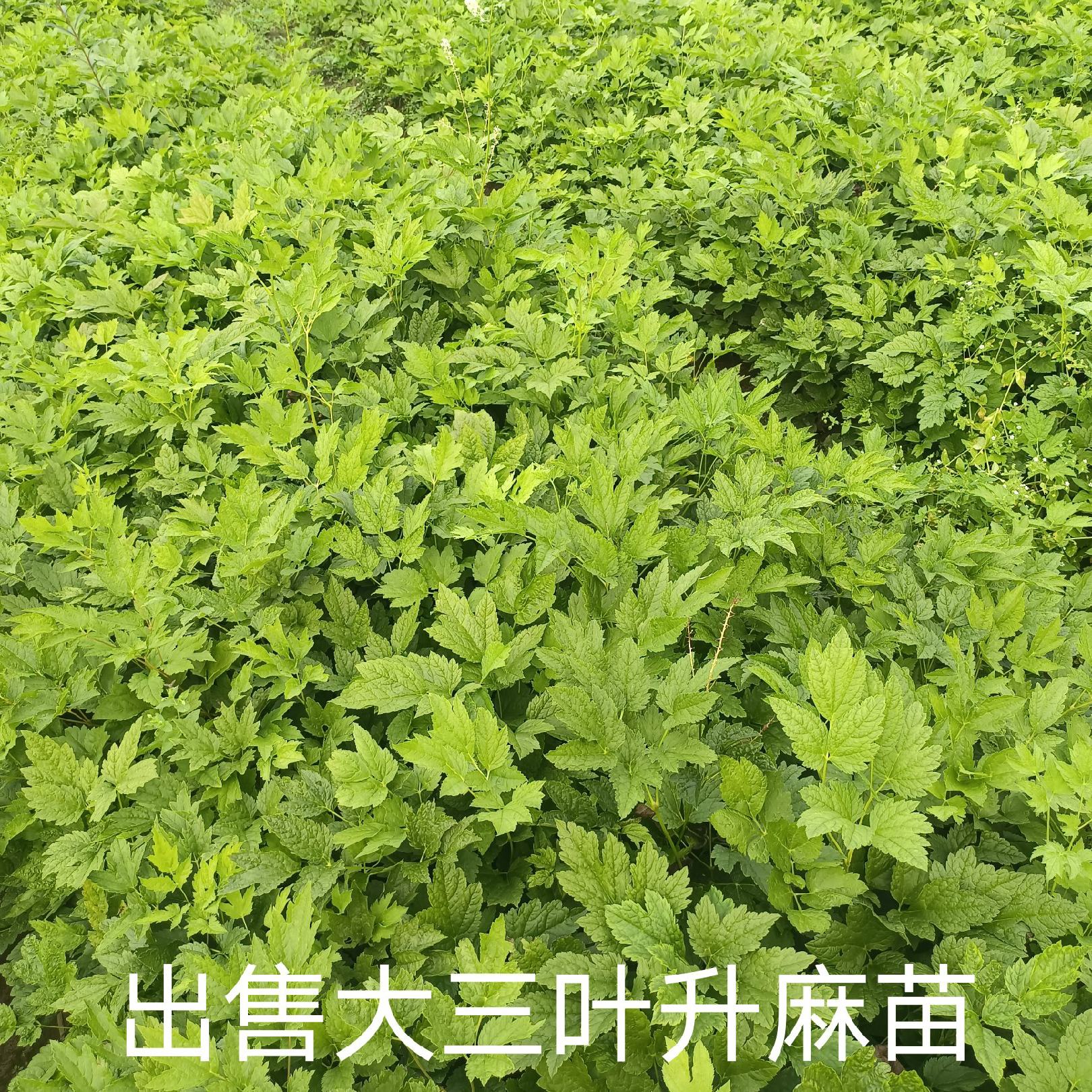[升麻批发]辽宁抚顺清原县升麻 0.55元/棵大三叶升麻苗种子 _ 一亩田