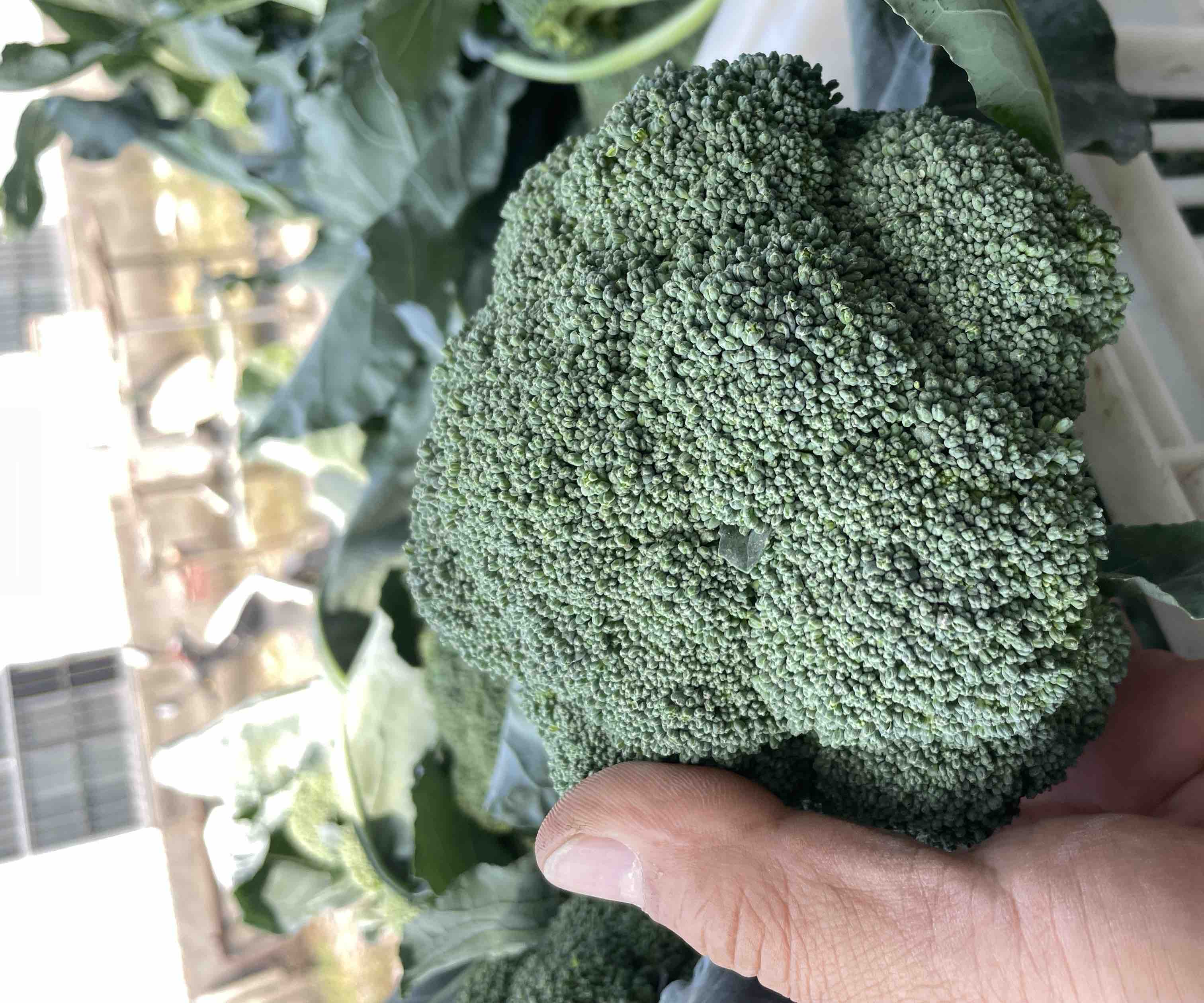 西兰花芽苗特写