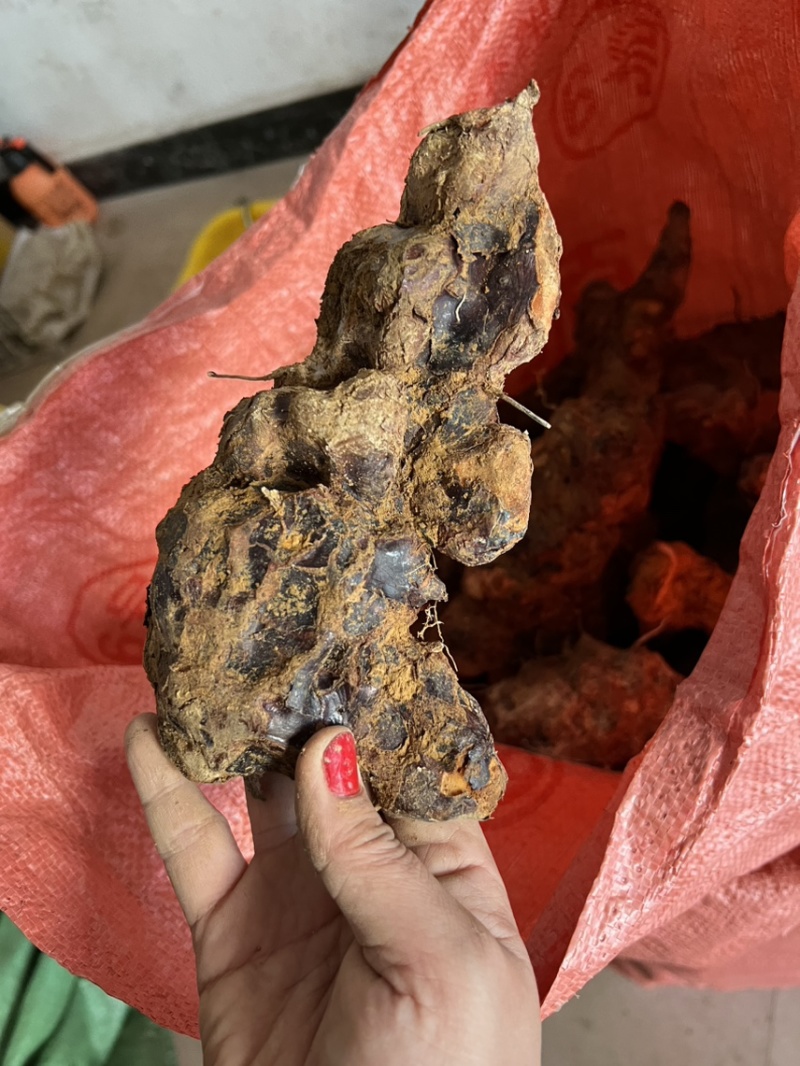 广西新鲜土茯苓大货产地一手货源价格便宜