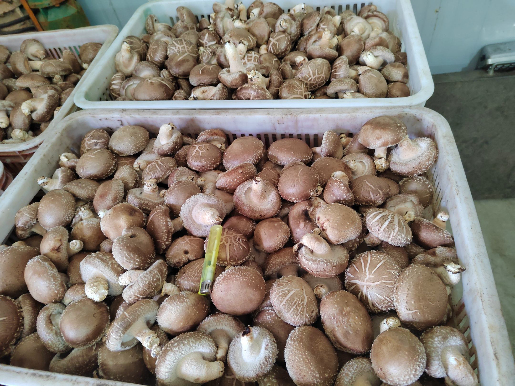 家庭厨房场景:不锈钢盆中浸泡着饱满油亮的干香菇,旁边放置电子秤显示“干重:100.0g”,另一侧量杯盛有泡发后的湿香菇并标注“湿重:425g”,背景可见冰箱温度计显示4℃ 家庭厨房场景:不锈钢盆中浸泡着饱满油亮的干香菇,旁边放置电子秤显示“干重:100.0g”,另一侧量杯盛有泡发后的湿香菇并标注“湿重:425g”,背景可见冰箱温度计显示4℃