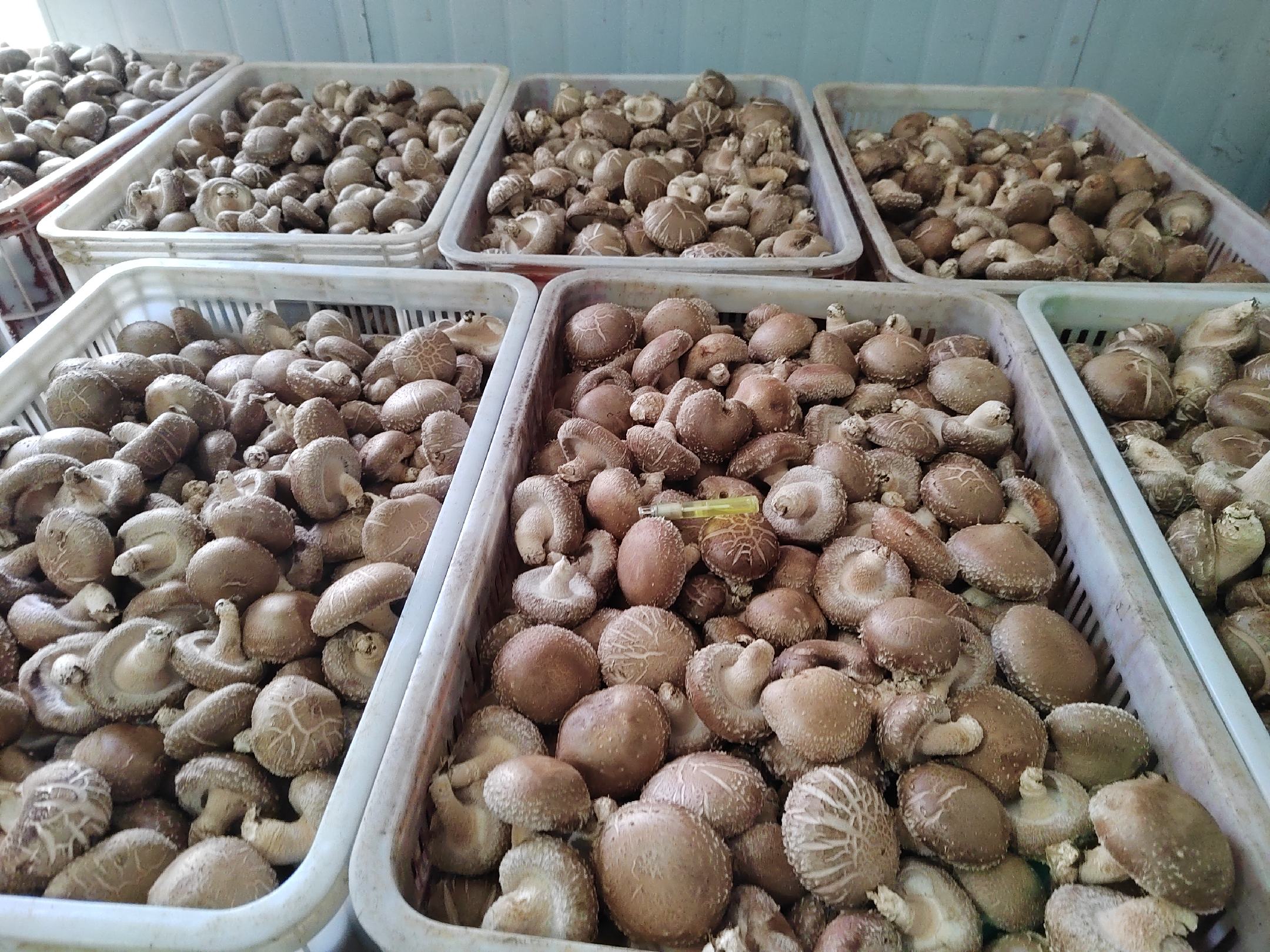 繁忙的干香菇批发市场航拍图:多个摊位前堆满麻袋装干香菇,买家正在开袋验货,电子秤显示重量。地面标有‘一级厚菇’‘特级花菇’等分类标识,体现专业化交易场景 干香菇批发市场交易现场