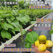 钦蜜9号百香果树果苗纯甜黄金树苗庭院盆栽种植当年结果带土