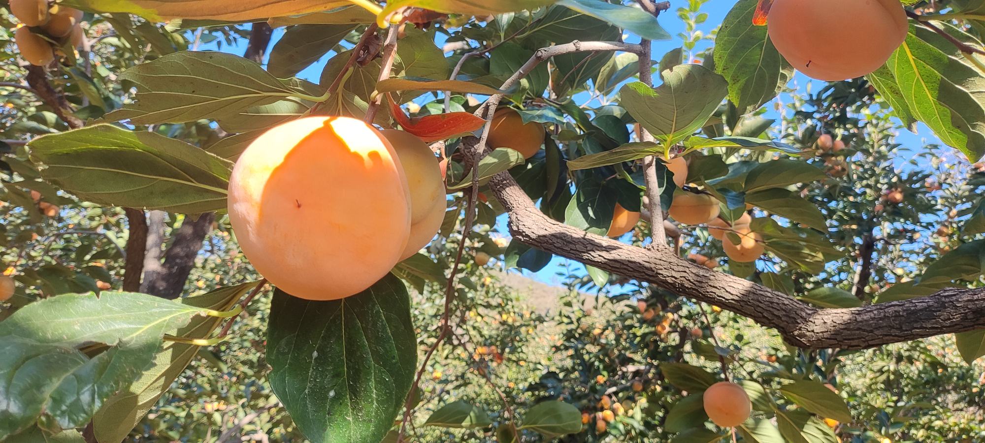 磨盘柿果园全景